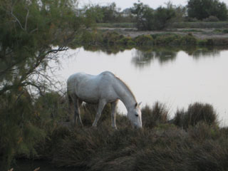 Horse in Camargue